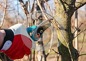 Pruning of a young hazelnut tree in spring