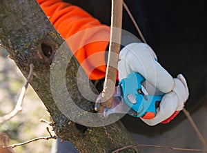 Pruning of a young hazelnut tree in spring
