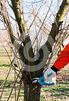Pruning of a young hazelnut tree in spring