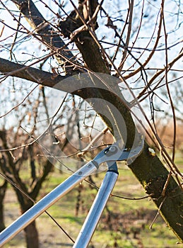 Pruning of a young hazelnut tree in spring