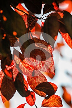 Pruno leaves, against the light in autumn photo