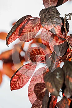 Pruno leaves, against the light in autumn photo