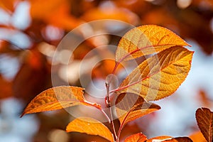 Pruno leaves, against the light in autumn photo