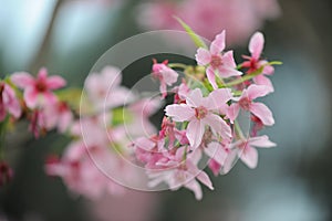 Prunus