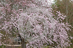 Prunus Accolade