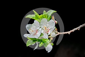 Prunus armeniaca, called apricot, apricot, amasco, photo