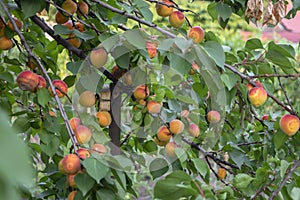 Prunus armeniaca tree branches full of frits, ripening apricots on the tree during summer season