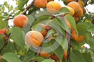 Prunus armeniaca tree photo