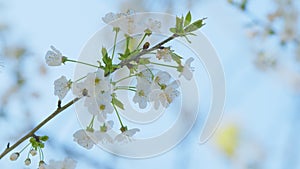 Prunus Avium. Blooming Flowers Of A Cherry Tree. Flowering Branch In Spring. Close up.