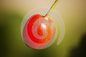 Prunus avium fruit close up