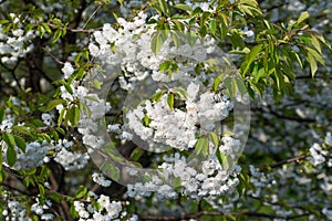 Prunus avium, sweet cherry flowering tree selective focus