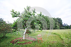 Sweet cherry tree whitewashed trunk growing on field. Old wooden stairs to facilitate harvesting