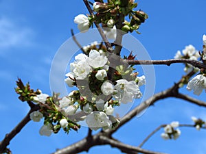 Prunus avium, wild cherry, sweet cherry, gean, bird cherry a flowering tree against blue sky