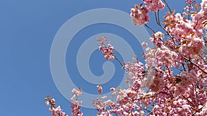 Prunus blossom in Leidschendam in the Netherlands.