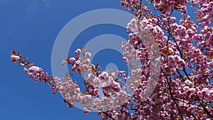 Prunus blossom in Leidschendam in the Netherlands.
