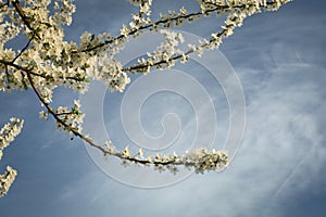 Prunus branches in bloom