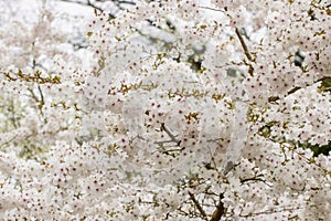 Prunus The bride