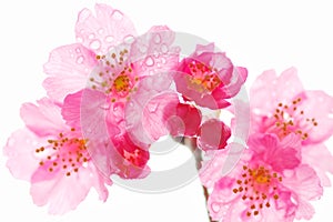  Prunus campanulata, cherry blossom flower, beauty in Nature