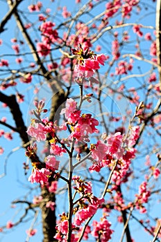 Prunus campanulata