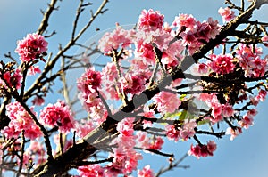 Prunus campanulata with flowers in the late afternoon photo