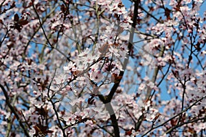 Prunus cerasifera photo