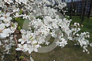 Prunus cerasifera in bloom in spring