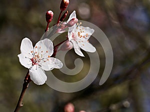 Prunus cerasifera blooming in winter, London