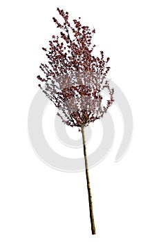 Prunus cerasifera branch, also known as Cherry Plum, isolated on white background