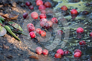 Prunus cerasifera or cherry plum. Red cherry plum fruits on the ground.