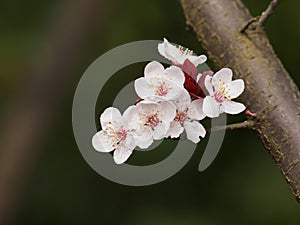 Prunus cerasifera or common names cherry plum