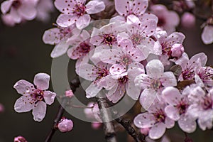 Prunus Cerasifera Detail. Spring Pink Little Flowers