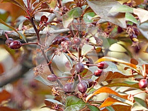 Prunus cerasifera in spring photo