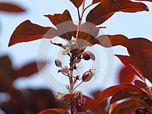 Prunus cerasifera in spring photo