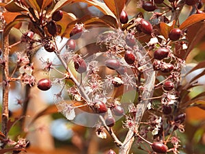 Prunus cerasifera in spring photo