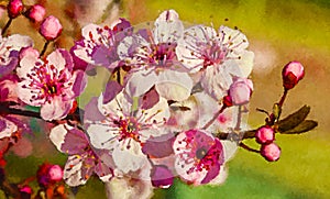 Prunus cerasifera flowers at spring