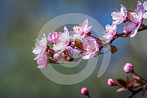 Prunus cerasifera known as cherry plum, myrobalan plum tree blooming in Springtime