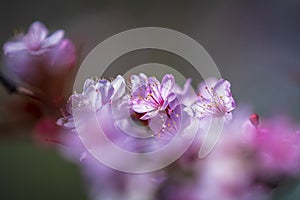 Prunus cerasifera known as cherry plum, myrobalan plum tree blooming in Springtime