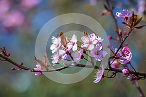 Prunus cerasifera known as cherry plum, myrobalan plum tree blooming in Springtime