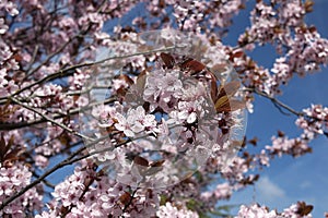 Prunus cerasifera nigra in bloom