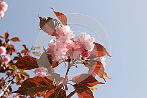 Prunus cerasifera nigra, Splayed plum