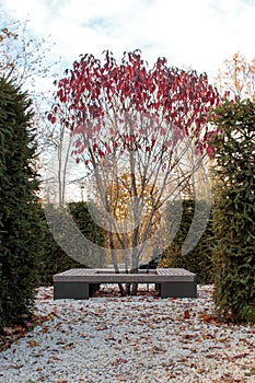 Prunus cerasifera nigra, Splayed plum, autumn view.