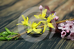 PRUNUS CERASIFERA,PISSARDII NIGRA,cherry plum,myrobalan plum and golden forsythia branch