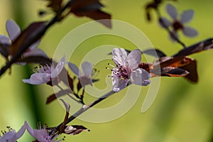 Prunus Cerasifera Pissardii Tree blossom with pink flowers. Spring twig of Cherry, Prunus cerasus