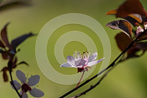 Prunus Cerasifera Pissardii Tree blossom with pink flowers. Spring twig of Cherry, Prunus cerasus