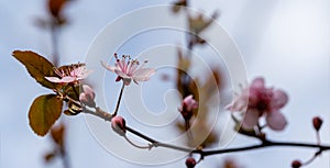 Prunus Cerasifera Pissardii Tree blossom with pink flowers. Spring twig of Cherry, Prunus cerasus on blurred natural garden