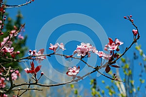 Prunus Cerasifera Pissardii Tree blossom with pink flowers. Spring twig of Cherry, Prunus cerasus on blurred natural garden