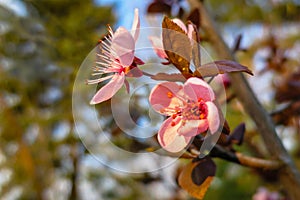 Prunus Cerasifera Pissardii Tree blossom with pink flowers. Spring twig of Cherry, Prunus cerasus on blurred natural garden backgr