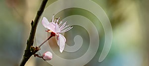 Prunus Cerasifera Pissardii Tree blossom with pink flowers. Spring twig of Cherry, Prunus cerasus on blurred natural garden backgr