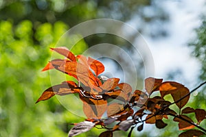 Prunus Cerasifera Pissardii Tree with young red and purple leaves against bright green background