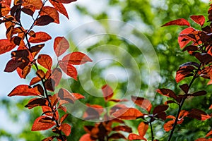 Prunus Cerasifera Pissardii Tree with young red and purple leaves against bright green background. Nature concept for design